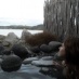 Rebecca Noskeau